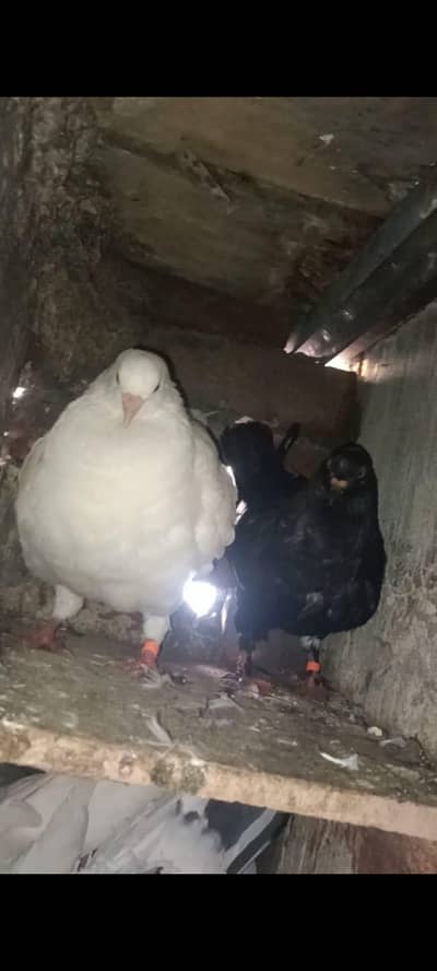 King pigeon