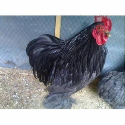 Bentum Male Adult | grey colour
