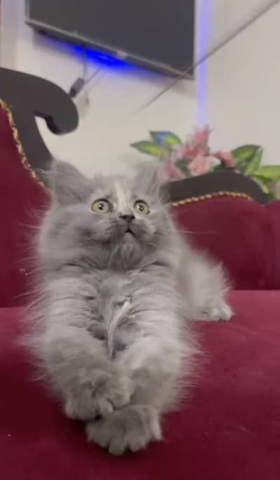 Triple coat  kittens