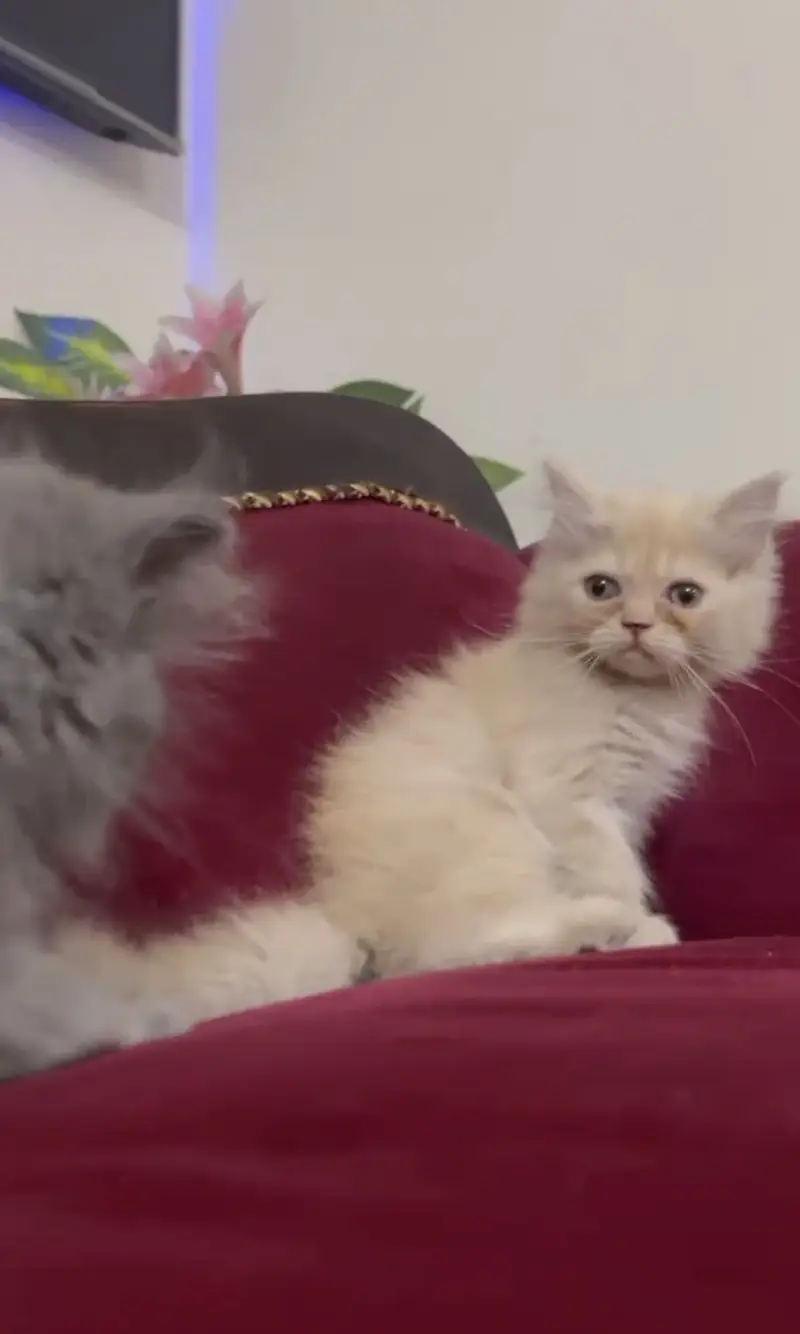 Triple coat  kittens — photo 2