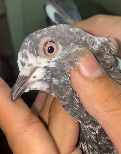 Pigeons