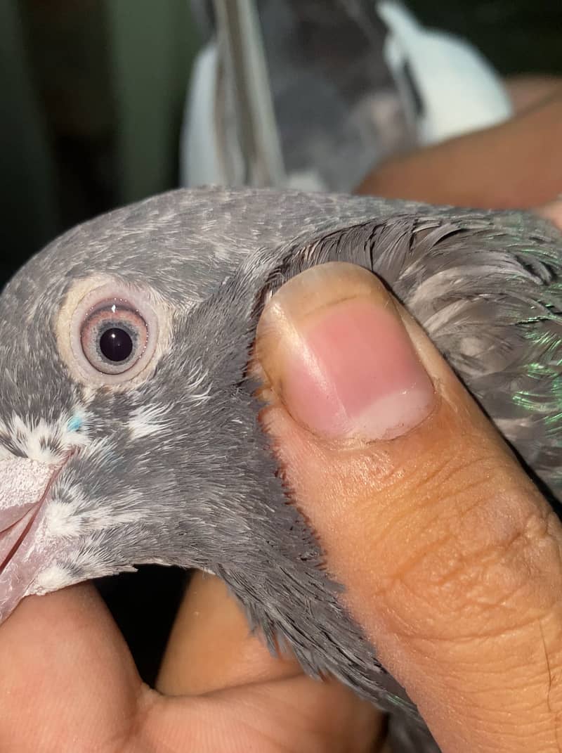 Pigeons 1