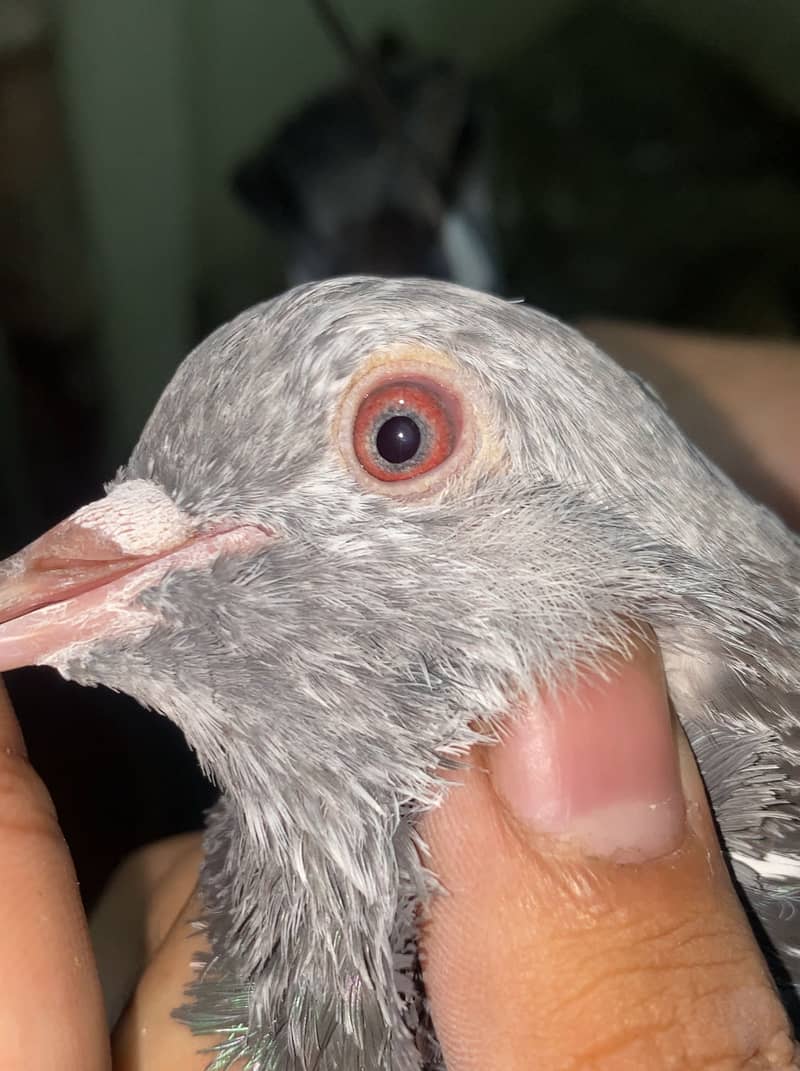Pigeons 2