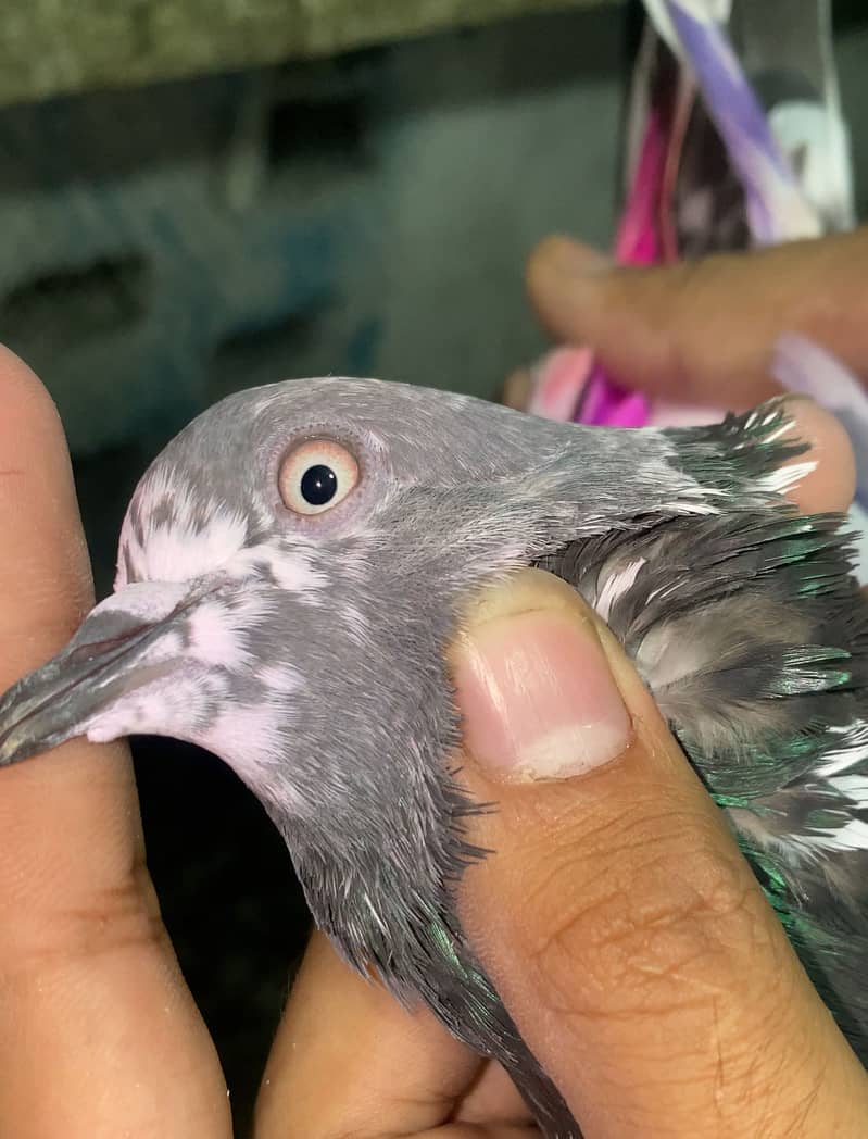 Pigeons 3