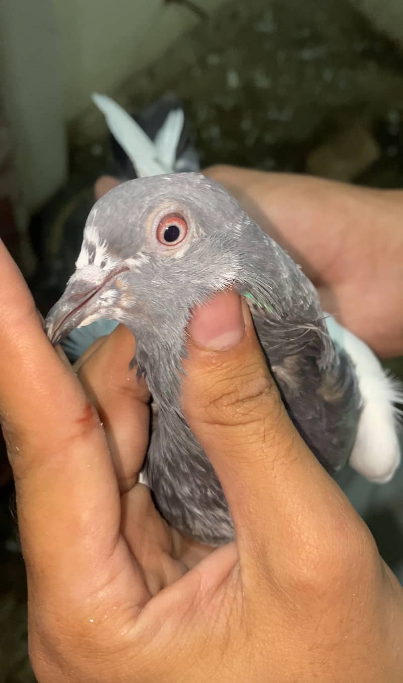 Pigeons 4