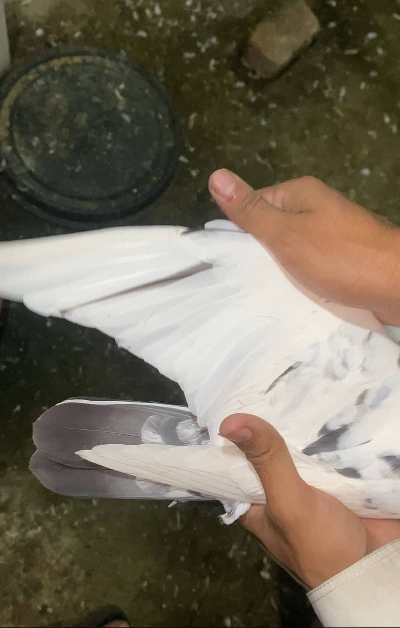 Pigeons 5