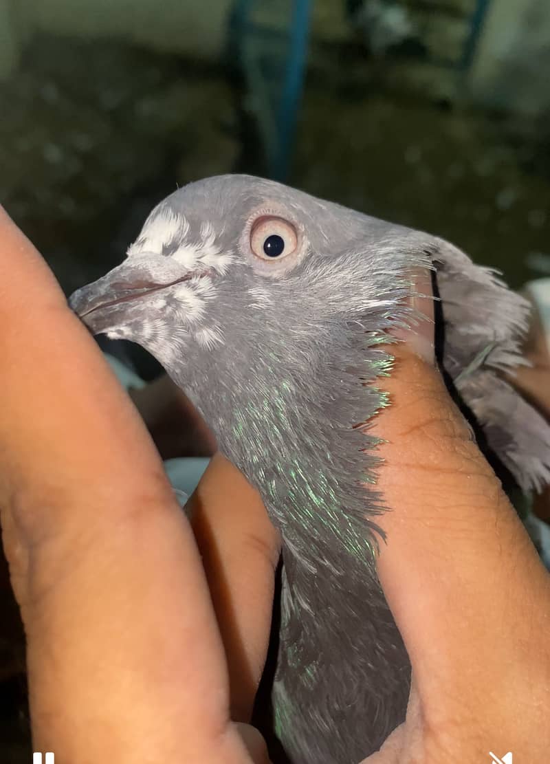 Pigeons 6