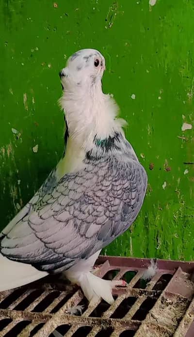 German Tye Pigeon