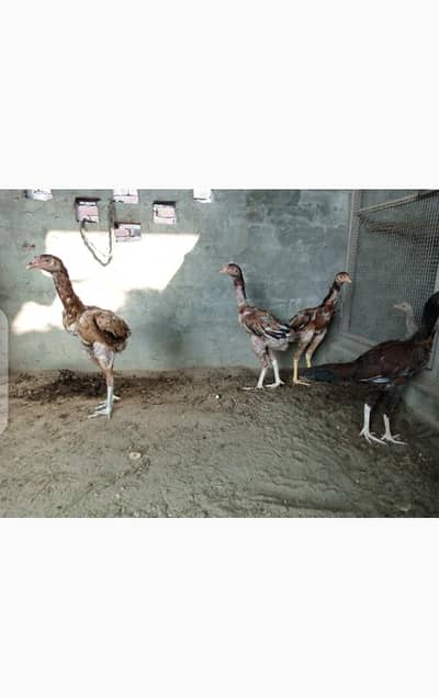 beautiful aseel male or female/quality pathy