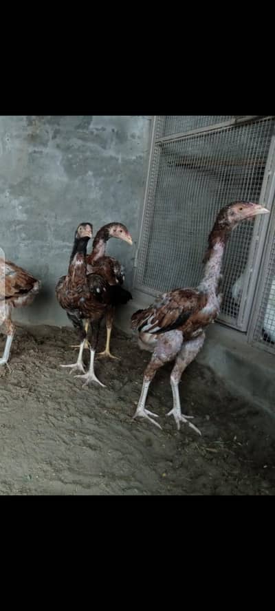 beautiful aseel male or female/quality pathy