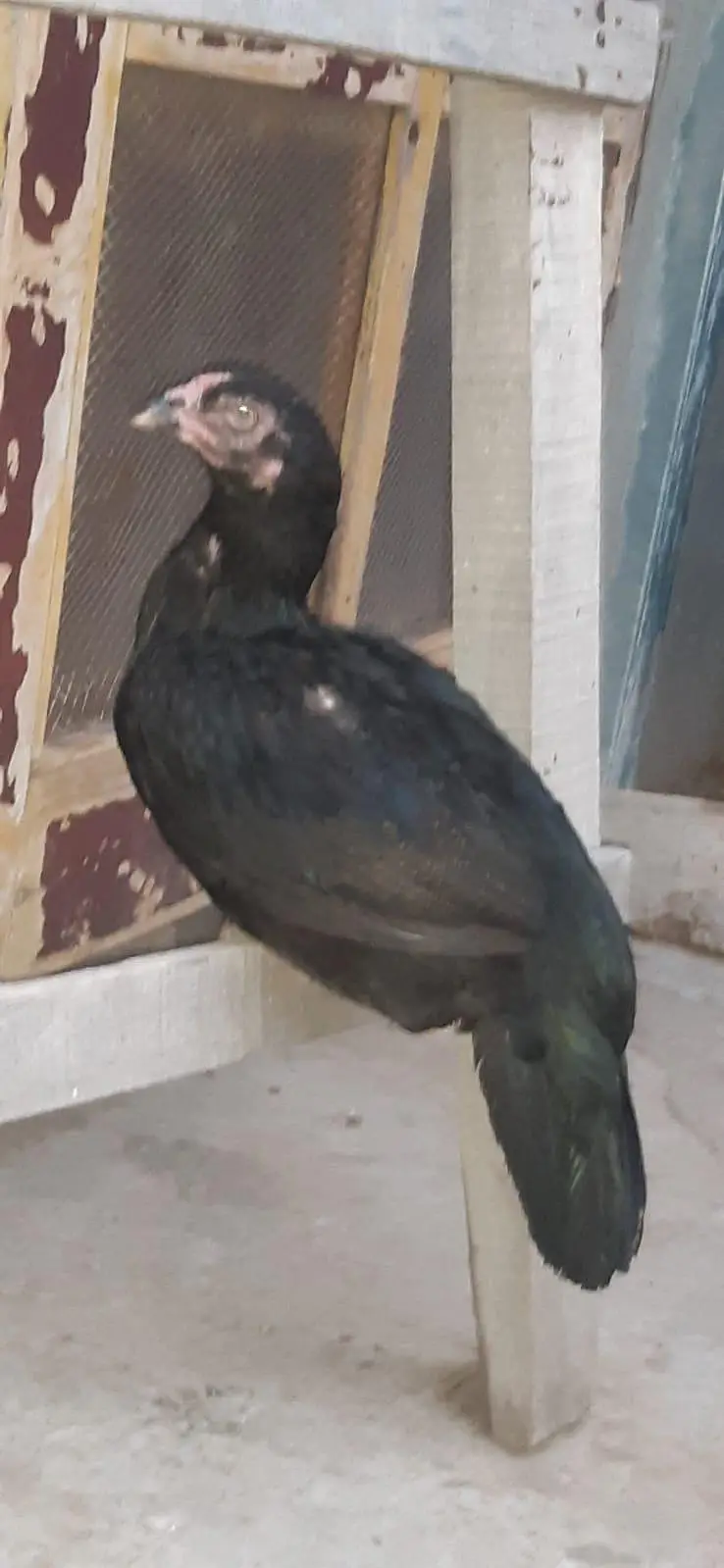 aseel mushki pathi — photo 2