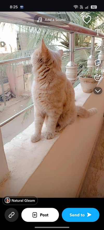 male cat