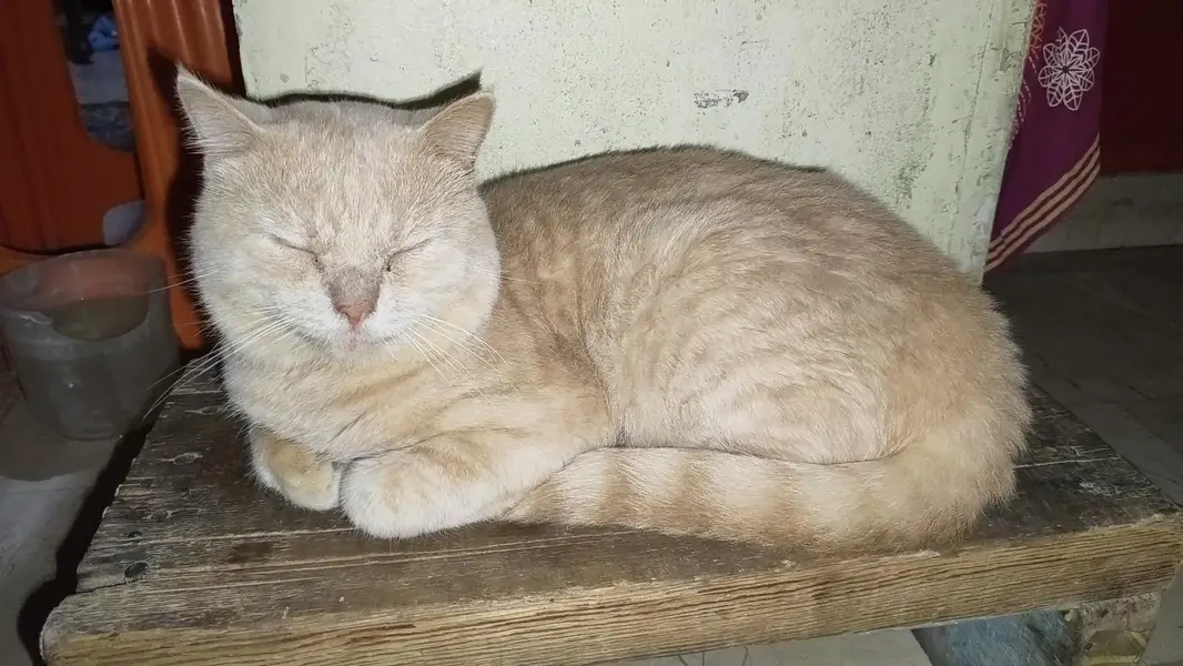 male cat — photo 4