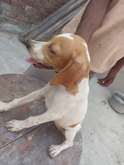pure English pointer female from padgree parents