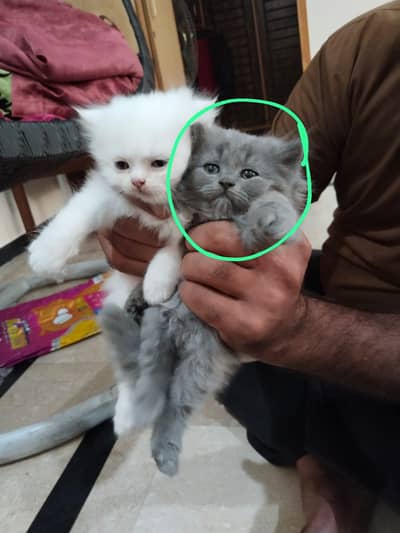 Persian Triple Coat