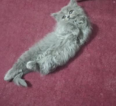 Persian cat for urgent sale