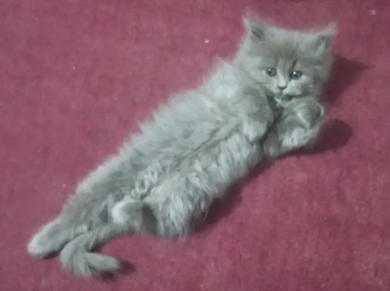Persian cat for urgent sale — photo 2