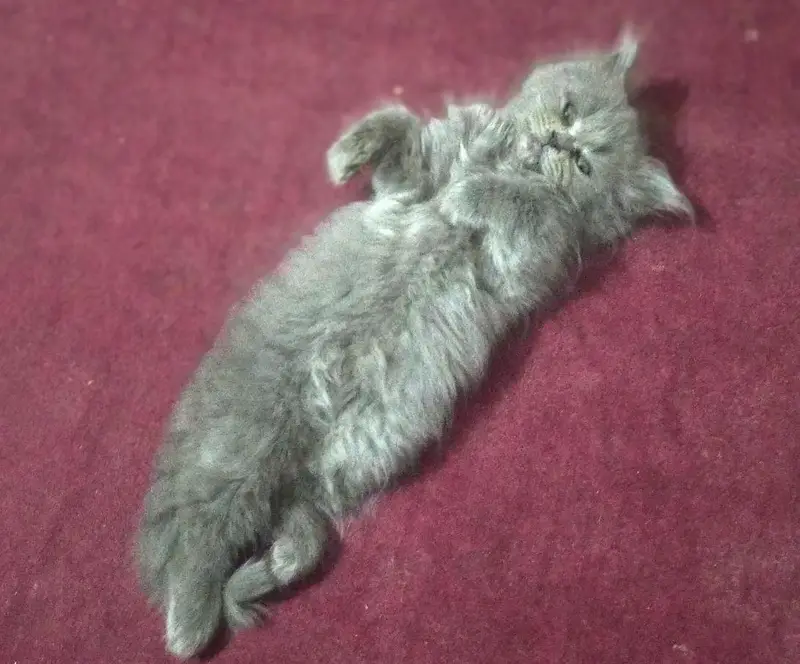 Persian cat for urgent sale — photo 3