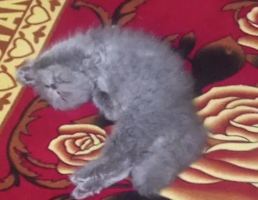 Persian cat for urgent sale — photo 4