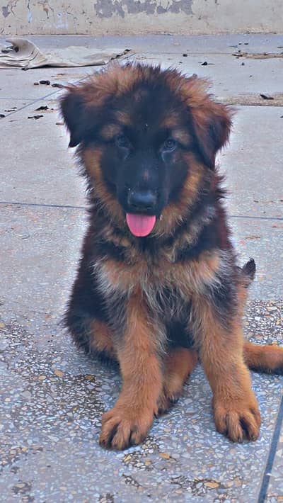 Gsd female pups available