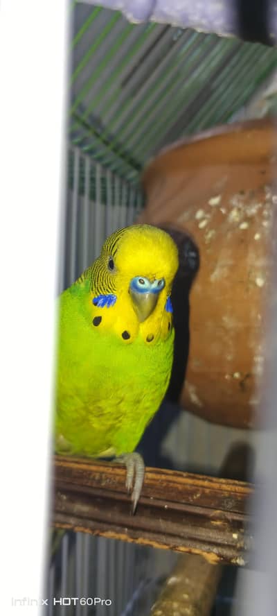 astalean parrots