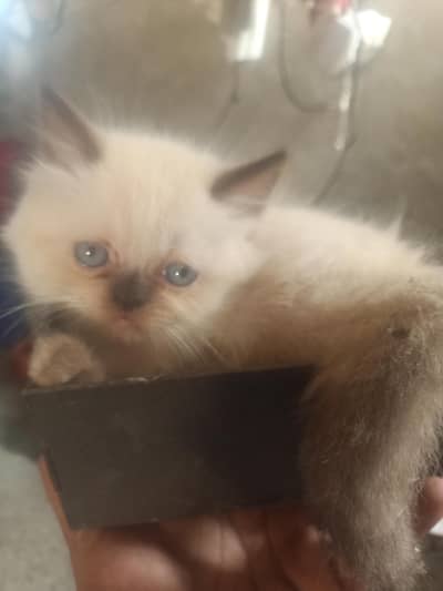 Persian Himalayan pets for sale
