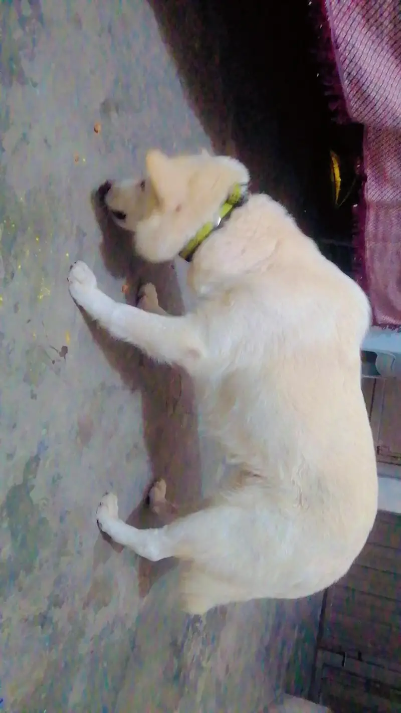 pet animal — photo 2