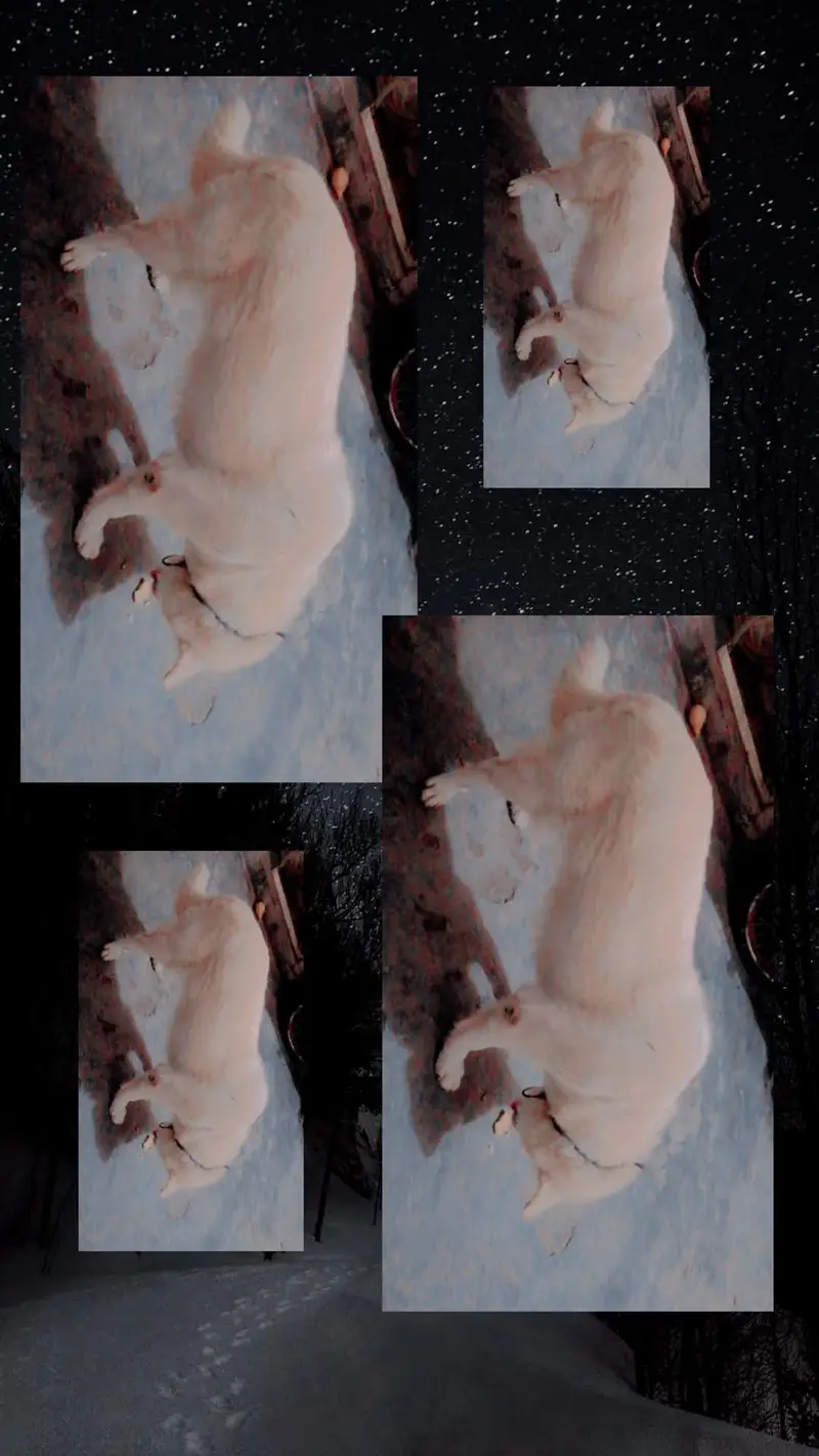 pet animal — photo 3