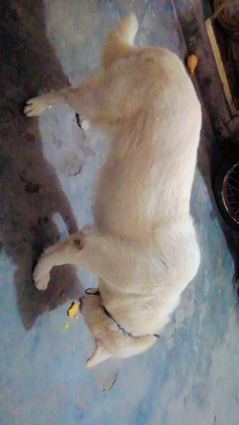 pet animal — photo 4