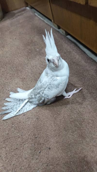 Hand Tame charcoal pearl cockatiel