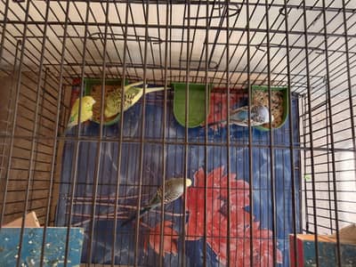 Parrots with cage