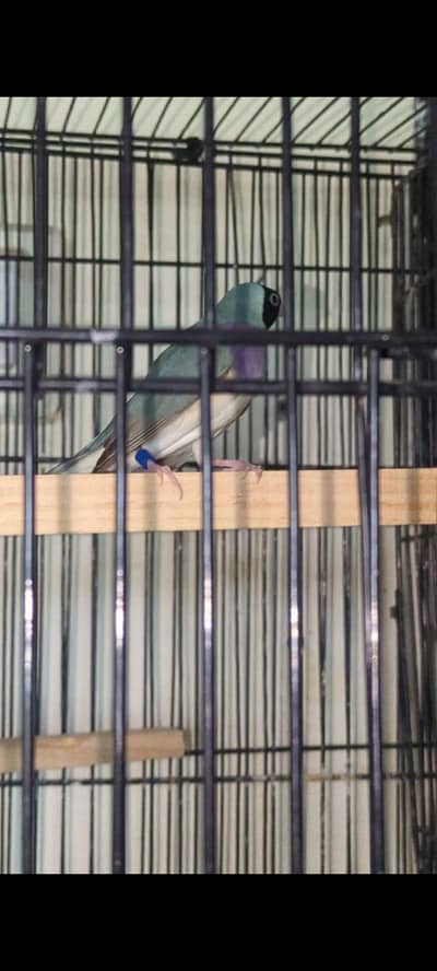 Gouldion finches