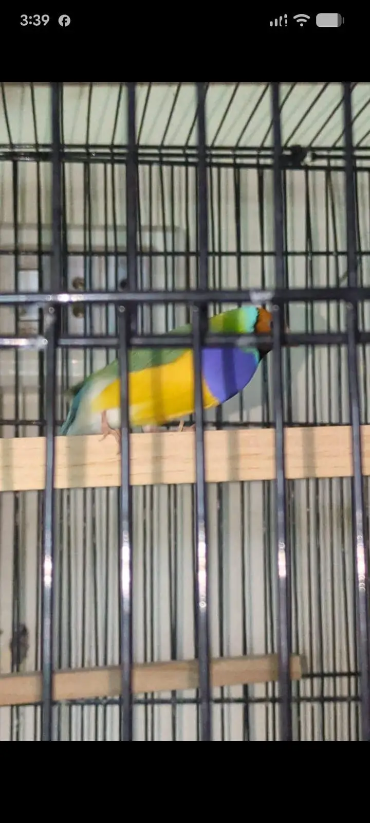 Gouldion finches — photo 2