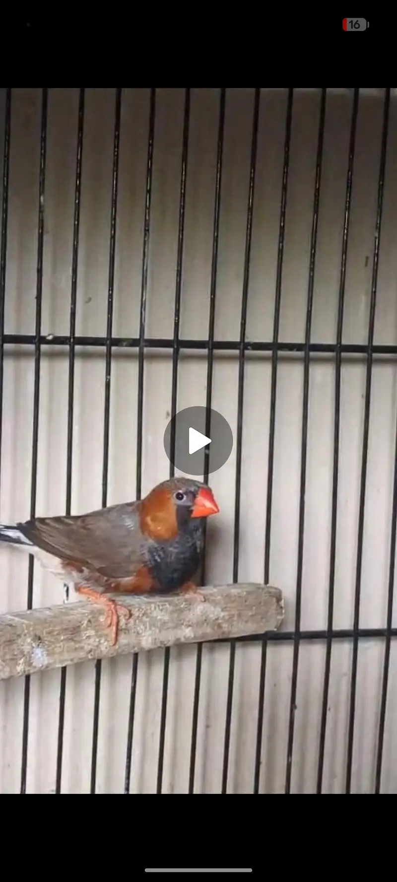 Gouldion finches — photo 3