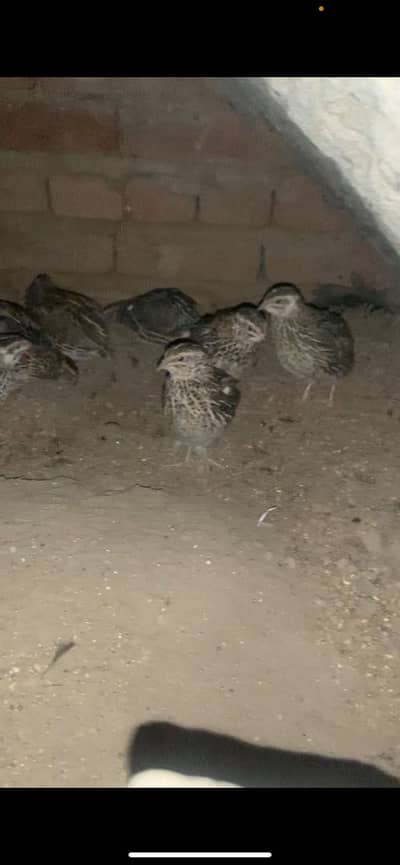 Breeder pairs eggs dyny waly for sale ha eggs be available ha