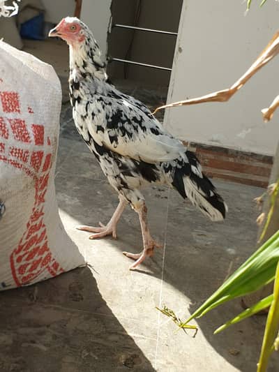 Murgha/Murghi For Sale (Qty 12 Mix) - 03002432721