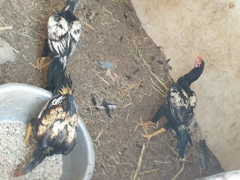 Murgha/Murghi For Sale (Qty 12 Mix) - 03002432721 — photo 2