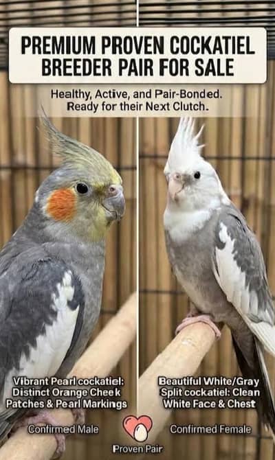 For Sale: Beautiful Cockatiel Pair.