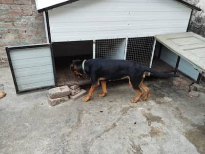 doberman shepherd mix breed female