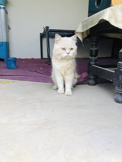 cat for sale