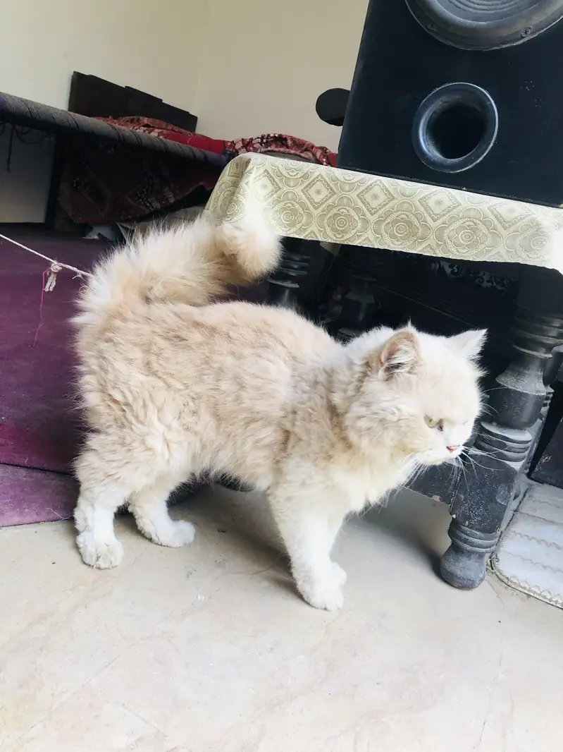 cat for sale — photo 2