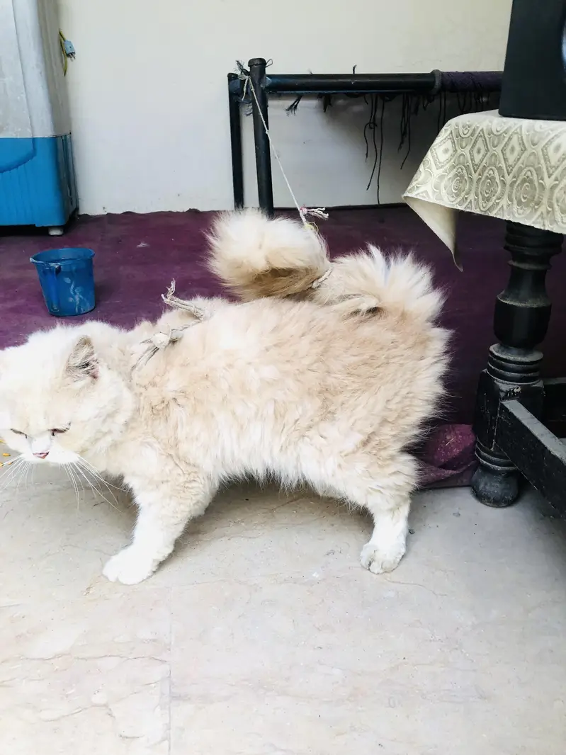 cat for sale — photo 3