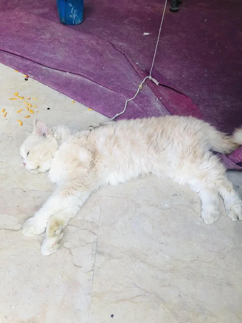 cat for sale — photo 4