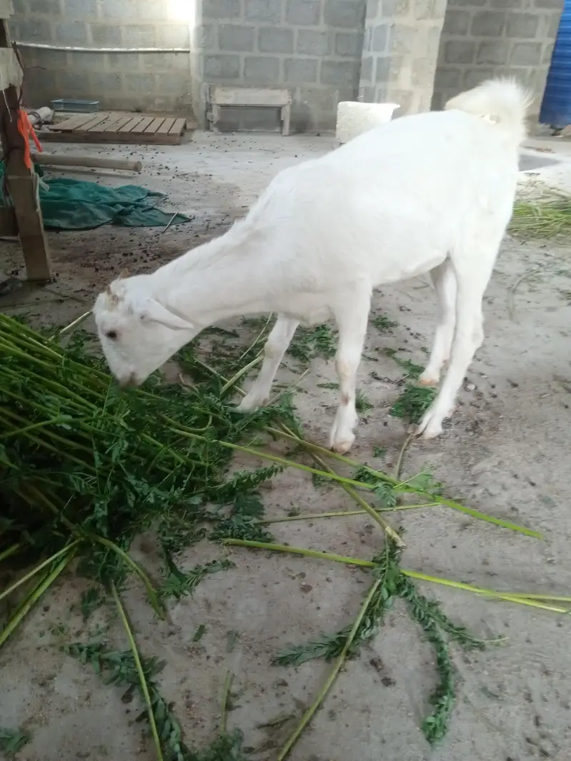 taddy gulabi