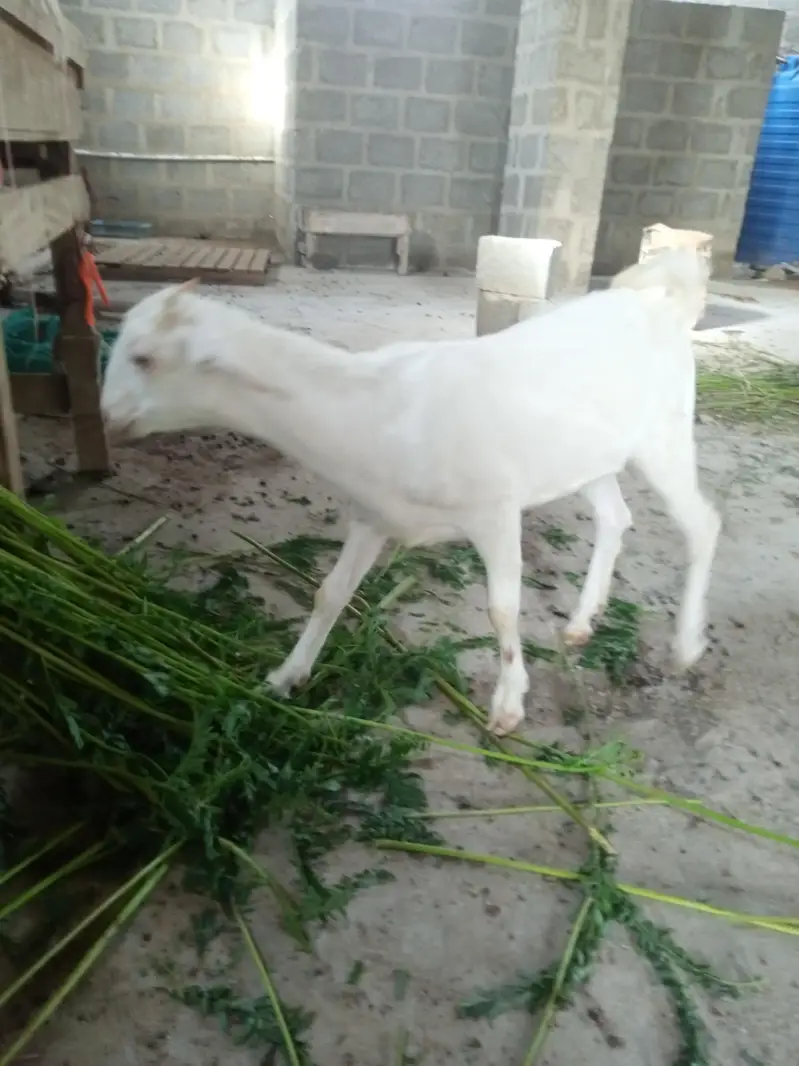 taddy gulabi — photo 2