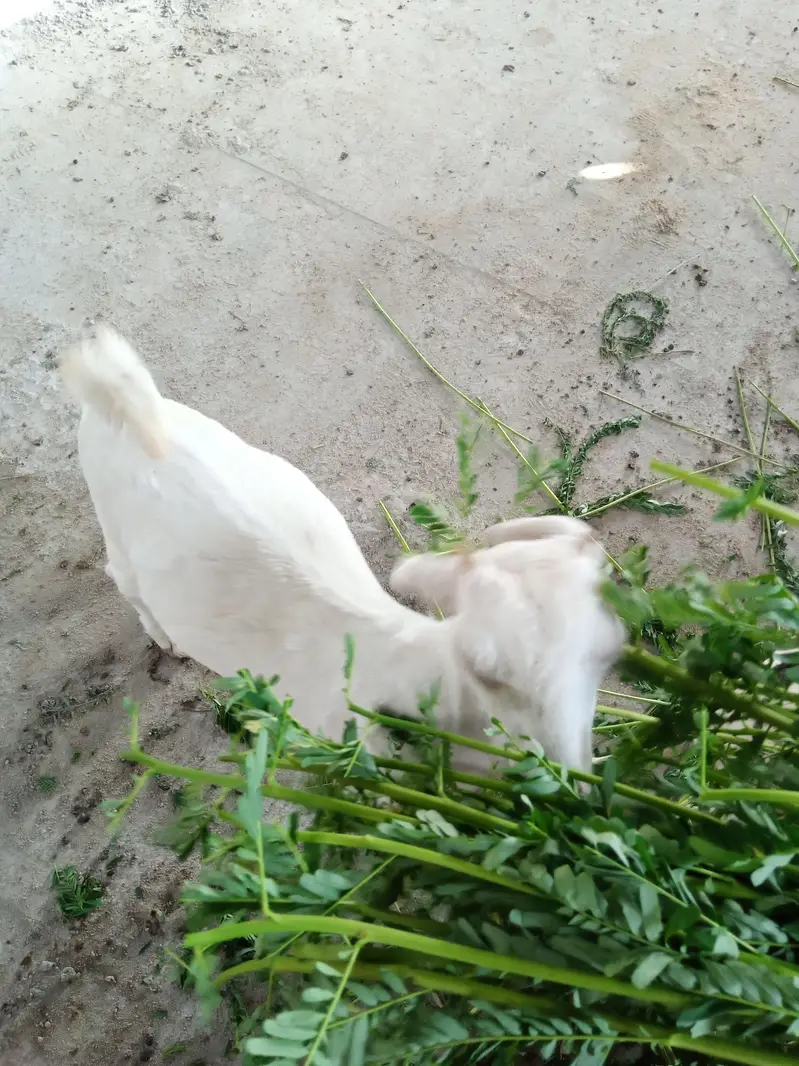 taddy gulabi — photo 3