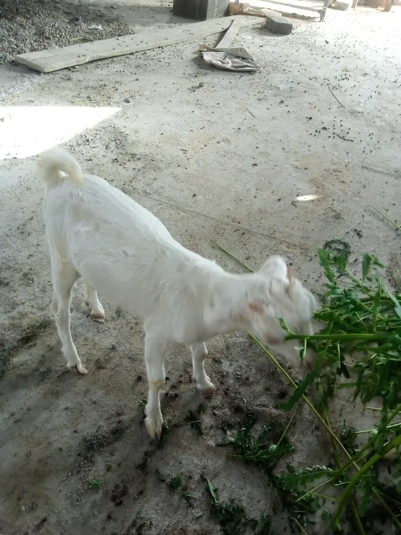 taddy gulabi — photo 4