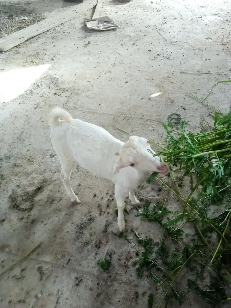 taddy gulabi — photo 5