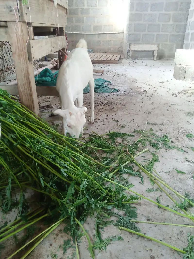 taddy gulabi — photo 9