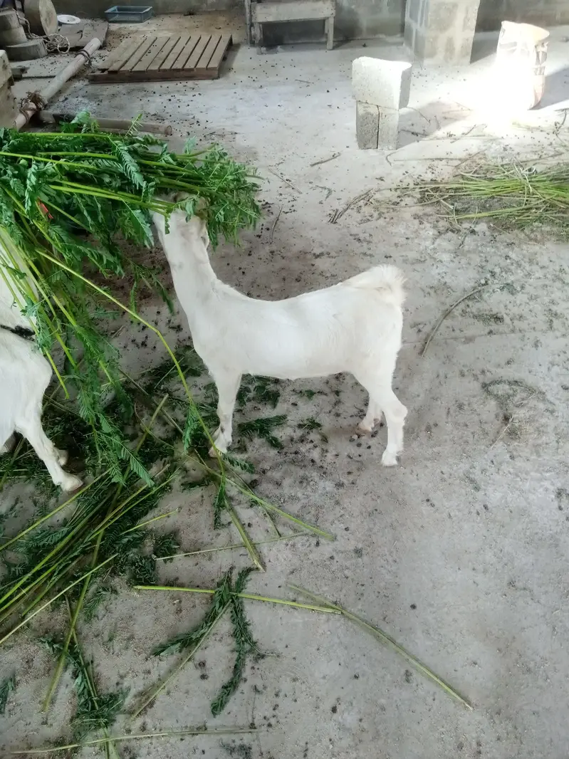 taddy gulabi — photo 10